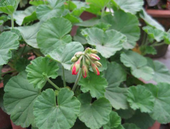 Pelargonium sidoides seed Umkcaloabo